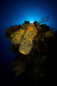 "Glow"
I noticed the interesting color of this sponge an... by Chase Darnell 